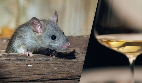 Крысы как сомелье: грызуны освоили искусство распознавания вин
