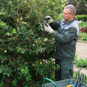 Калина Бульденеж в октябре: что делать, если время обрезки упущено
