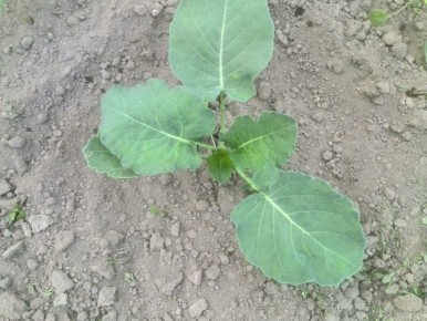 Как правильно подкармливать капусту: секреты для богатого урожая