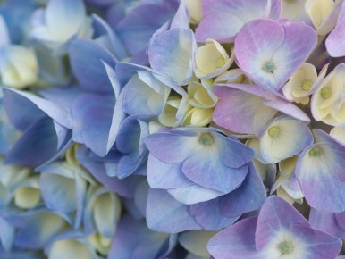 Как правильно высаживать гортензии: секреты успешного цветения