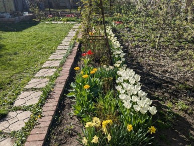 Почему важно рыхлить пионы?