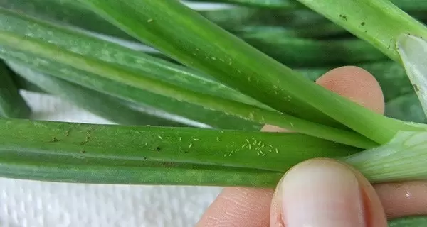 Вредители чеснока: основные угрозы и способы борьбы