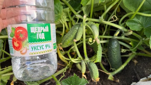 ��� �������� ��������� ���� ������� � ������� ������: ������ ��� ��������� ������