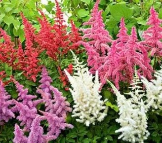 Астильба — королева тенистых садов: секреты ухода и выбора сортов