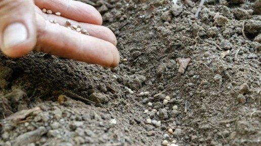 ��� ���������� ����� ������ �� ������ �������: ������������ ������