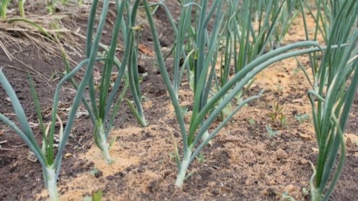 ��� ��������� ������ ���: ������� �������� ������� � �����