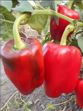 ������� ����� ������� ��������: ��� ����� ����� � ������ �������