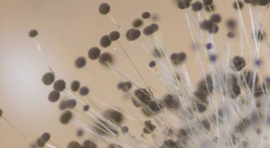 �� ������������ ����������� ��������: ����������� ������� � ������������ ���