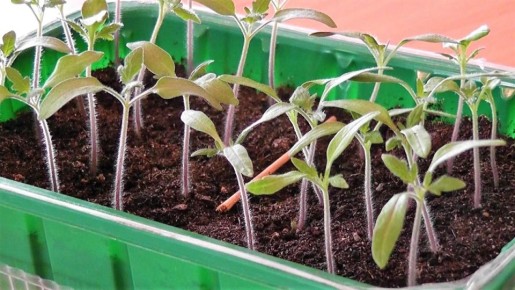 �������� ��������� �������: ������� ��������� ��������