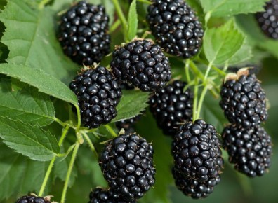 ��� ��������� ��������� �������: ������ ����� � ������� ������ �� �����