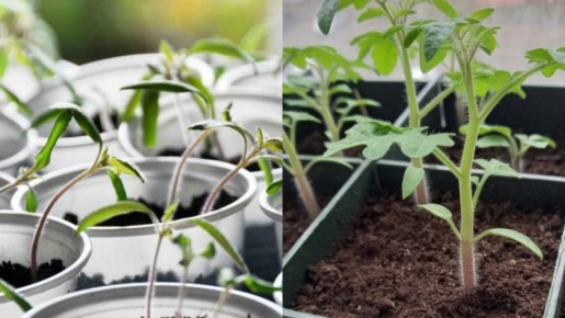 ��� ������ �������� ����� ��� �������� ������� � �������� �������