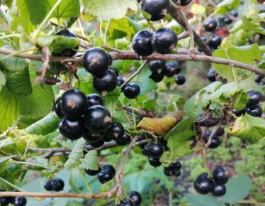 ��� ��������� ��������� �� ���������� � �������: ������ ��� �������� ������