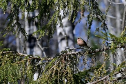 ������ ����! �������, 27 ������, � ���������� ����������� �����: 0...-2 �C, ����: +12...+14 �C