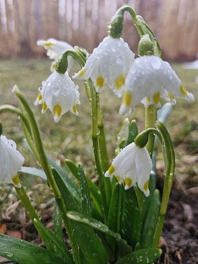 ������ ����! �������, 28 ������, � ���������� ����������� �����: +3...+5 �C, ����: +8...+10 �C