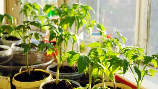 ��� ��������� ���������� ������� ������� ����� ���������: ��� �������� ����