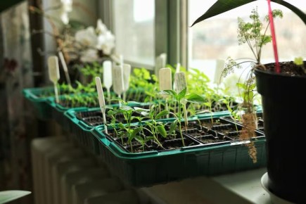 ������ ������� �� ������: ������� ������� ����� ���������