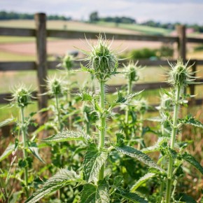 �������: ��������� �������� ������ �������