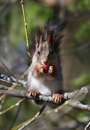 ������ ����! �������, 30 ������, � ���������� ����������� �����: 0...-2 �C, ����: +4...+6 �C