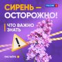 Сирень: красивая, ароматная и