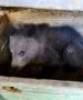Медвежонкасироту из УстьКуломского района назвали Клюква