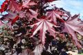 ���� ������� Royal Red: �������� ������ ��� ������ ����