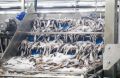 Уменьшение неопределенности и рост добычи: что значит увеличение допустимых уловов для дальневосточного fisheries