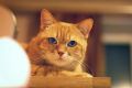 Как отучить кота залезать на стол: советы кинолога