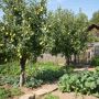 Летняя обрезка груши: как сделать плоды сладкими и ароматными