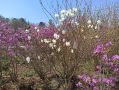 Как вырастить рододендрон из семян: полезные советы и подводные камни