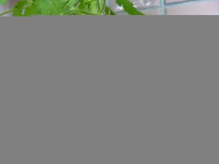 Томат Буденовец: идеальное решение для любителей вкусной переработки