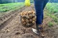 Как сделать удачный выбор для посадки: что сажать после картофеля?