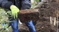 Весенний путь к роскошным розам: секреты посадки и ухода