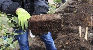Весенний путь к роскошным розам: секреты посадки и ухода