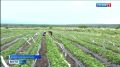 Второй год — ягодный проект успешен