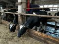 Ростислав Гольдштейн: Год села в Коми – время реальных перемен для наших аграриев и сельских территорий