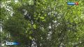 С сегодняшнего дня в Ухте, Усть-Куломском и Троицко-Печорском районах объявлен пятый класс пожароопасности