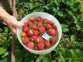 Как превратить старые кусты земляники в крупные ягоды: секреты опытных садоводов