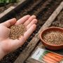 Замачивание семян: необходимость или миф?