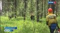 Число и площади действующих лесных пожаров в Красноярском крае за сутки сократилось почти в 2 раза