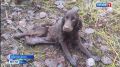 Спаниель Ириска из Удорского района снова учится бегать