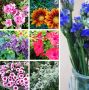 Секреты вечной красоты: 7 однолетних цветов для вашего сада