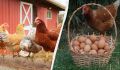 Как повысить яйценоскость кур зимой: секреты фермеров