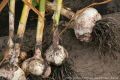 Секреты второго урожая: что посадить после чеснока