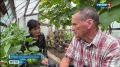 Житель поселка Озъяг Усть-Куломского района уже 12 лет выращивает на своём участке виноград