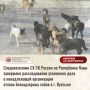 Следователями СУ СК России по Республике Коми завершено расследование уголовного дела о ненадлежащей организации отлова безнадзорных собак в г. Вуктыле