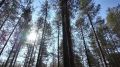 Корзинки – под завязку! В лесах Коми – грибов и ягод небывалый бум! А всё потому, что лето выдалось тёплым и влажным, говорят специалисты