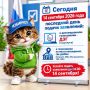 Сегодня - последний день: до полуночи можно подать заявление на онлайн-голосование на выборах в Госдуму