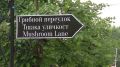 В Коми завершился первый семейный фестиваль дикоросов под символичным названием «Гриб»