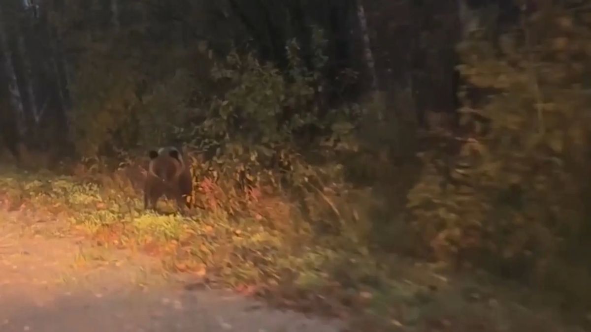 В Сыктывкаре на Кочпонском кладбище замечены медведи, на Дырносских дачах – волки, а на Трёхозерке – лось В Сыктывкаре на Кочпонском кладбище замечены медведи, на Дырносских дачах – волки, а на Трёхозерке – лось