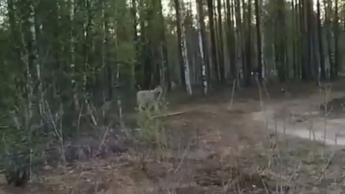 В Сыктывкаре на Кочпонском кладбище замечены медведи, на Дырносских дачах – волки, а на Трёхозерке – лось В Сыктывкаре на Кочпонском кладбище замечены медведи, на Дырносских дачах – волки, а на Трёхозерке – лось